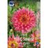 Dahlia, Magic sunrise