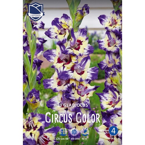 Gladiol, Circus color
