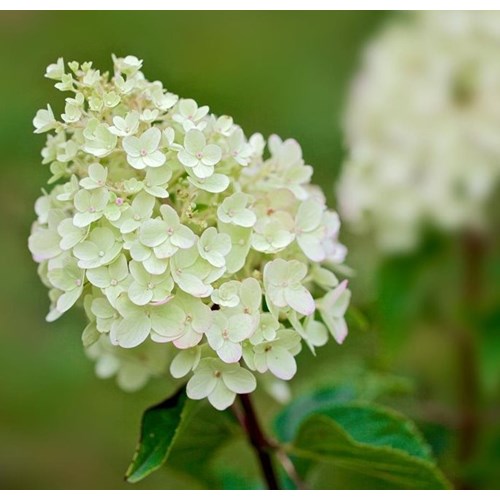 Hortensia, Vipphortensia, Phantom