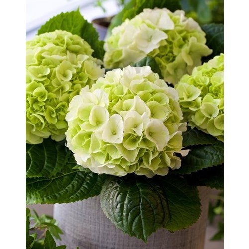 Hortensia, Wudu