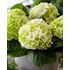 Hortensia, Wudu