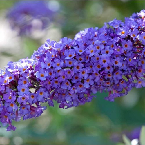 Fjärilsbuske, Syrenbudleja Nanho Blue