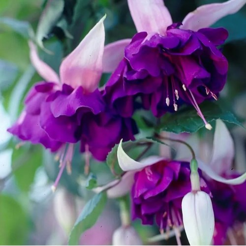 Fuchsia, Royal Mosaic