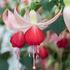 Fuchsia, Celia Smedley