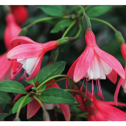 Fuchsia, Lady Thumb