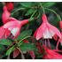 Fuchsia, Lady Thumb