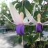 Fuchsia, Delta Sarah