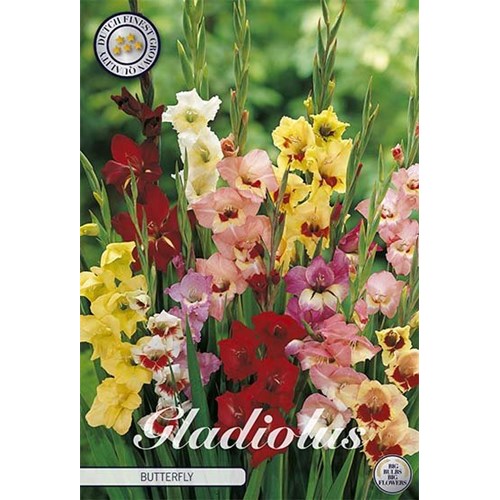 Gladiol, Butterfly