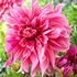 Dahlia, Maki
