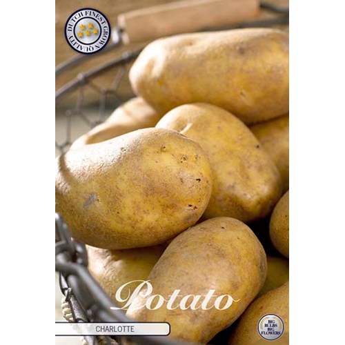 Sättpotatis, Charlotte, 10 st