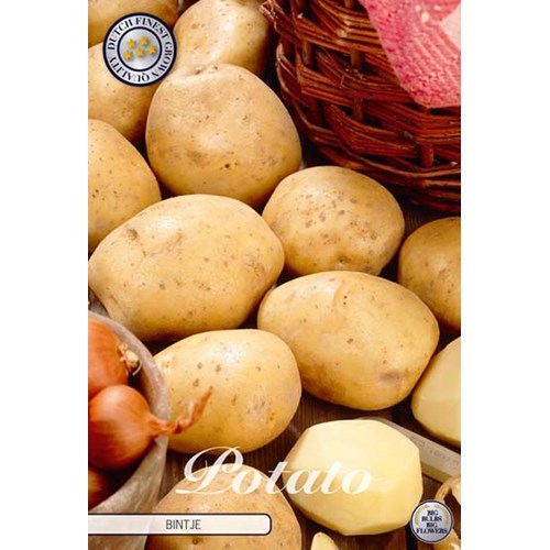 Sättpotatis, Bintje, 10 st