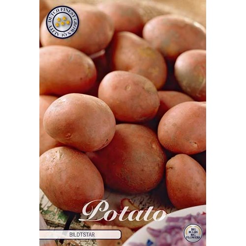 Sättpotatis, Bildtstar, 10 st