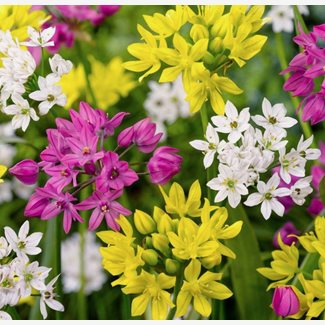 Allium Blandade sorter