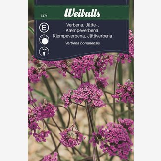Verbena, jätteverbena