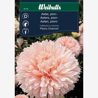 Aster, Peony Chamois