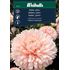 Aster, Peony Chamois