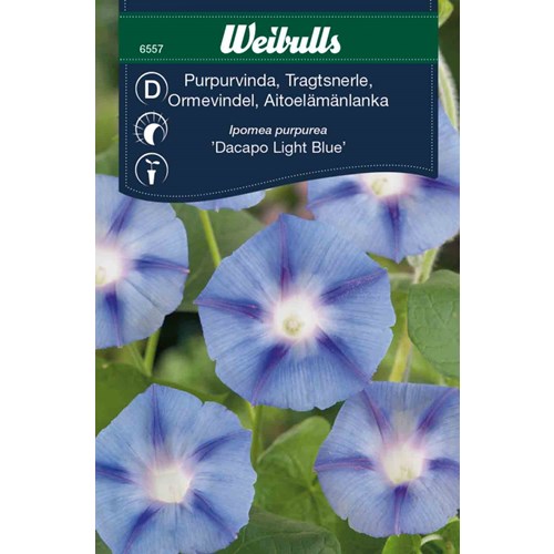 Purpurvinda, Dacapo Light Blue