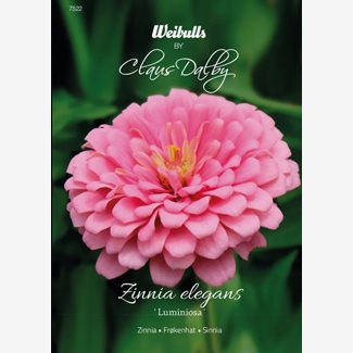 Zinnia, Luminosa
