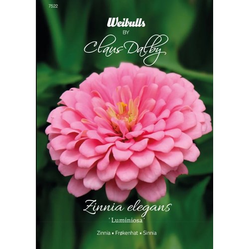 Zinnia, Luminosa