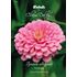 Zinnia, Luminosa