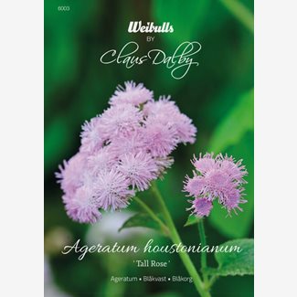 Ageratum, Tall Rose