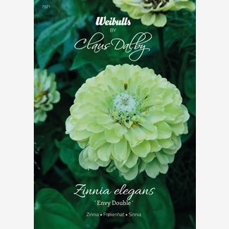 Zinnia, Envy Double