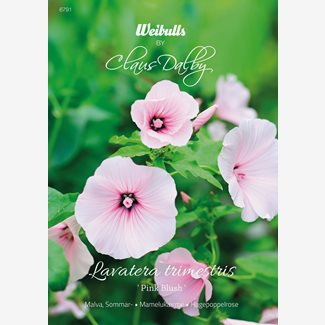 Malva, Sommar, Pink Blush