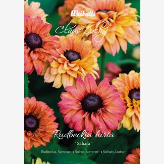 Rudbeckia, Sommar, Sahara