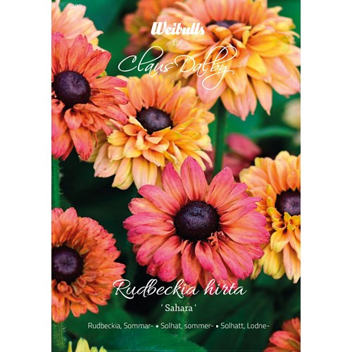 Rudbeckia, Sommar, Sahara