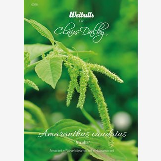 Amarant, Viridis