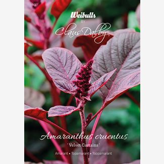 Amarant, Velvet Curtains