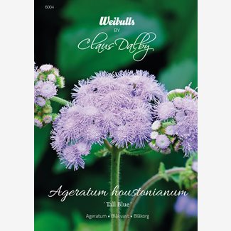 Ageratum, Tall Blue