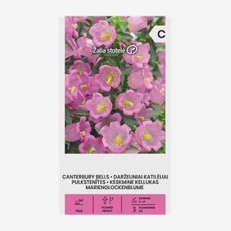 Mariaklocka, Champion Pink