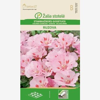 Atlasblomma, Ruzova Pink