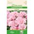 Atlasblomma, Ruzova Pink