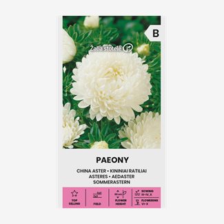 Aster, Pion Vit