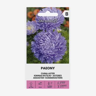 Aster, Pion Ljusblå