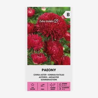 Aster, Pion Röd