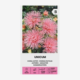 Aster, Unicum rosa