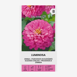 Zinnia, Luminosa