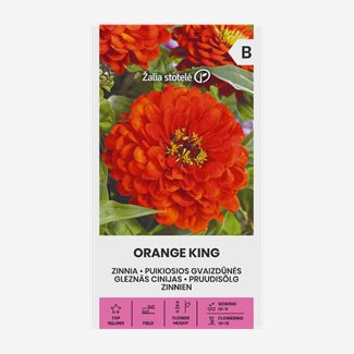 Zinnia, Orange King