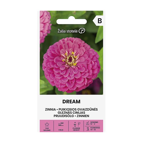 Zinnia, Dream
