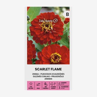 Zinnia, Scarlet Flame