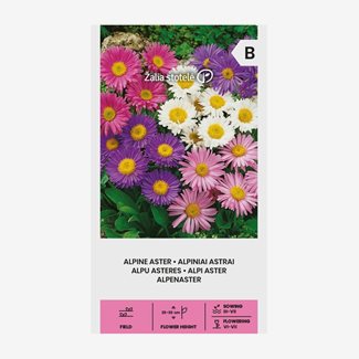 Aster, Alpaster, blandade färger