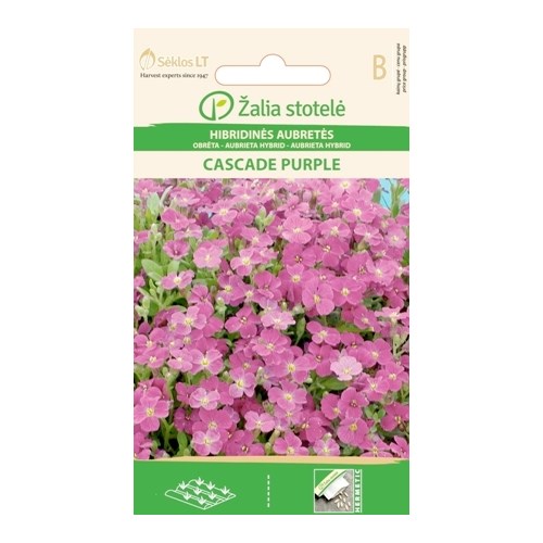 Aubretia, Cascade Purple