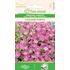 Aubretia, Cascade Purple