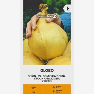 Lök, Gul, Globo