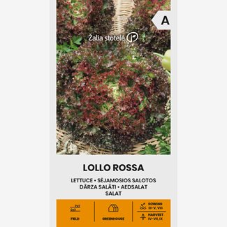 Sallat, Lollo Rossa