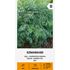 Dill, Smaragd