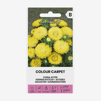 Aster, Colour Carpet Yellow